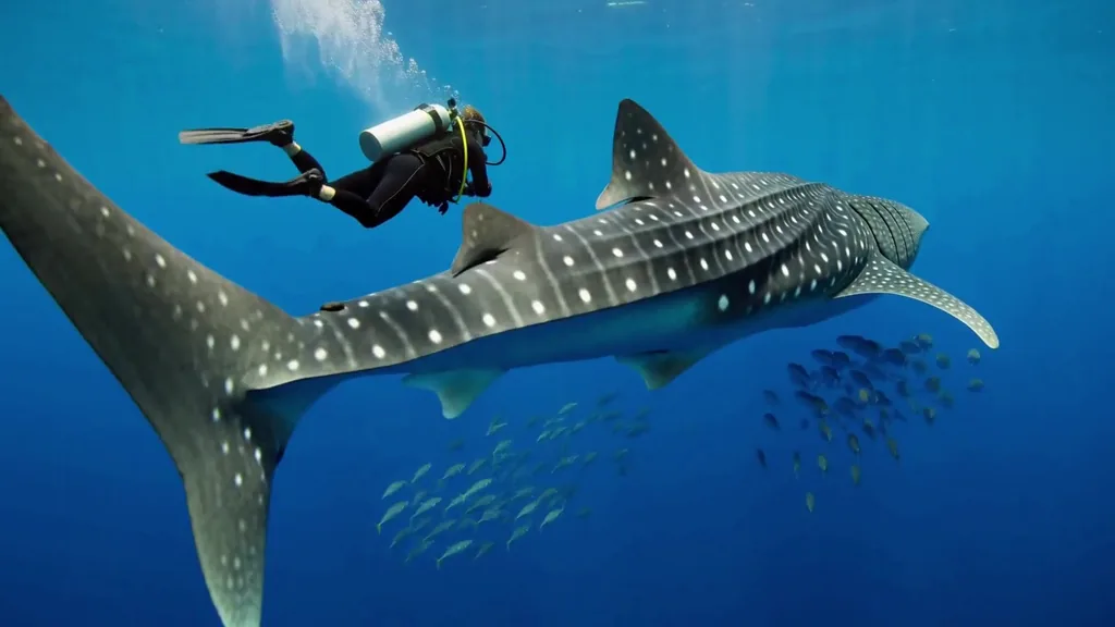 Actual five-second Studio result from one text prompt. A slow, graceful underwater tracking shot.